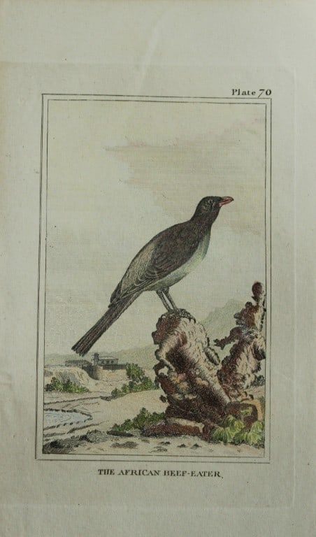Buffon - Hand coloured engraving of African Beef-Eater 1812: This hand coloured engraving is from Natural History General and Particular by Georges-Louis Leclerc Count de Buffon.Published by T. Cadell and Davies et al, 1812Size: 7.5in x 5in (19cm x 13cm)