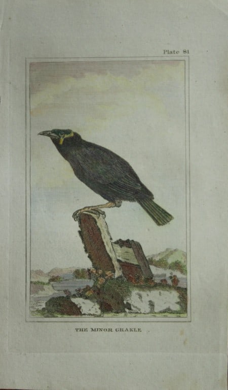 Buffon - Hand coloured engraving of Minor Grakle 1812: This hand coloured engraving is from Natural History General and Particular by Georges-Louis Leclerc Count de Buffon.Published by T. Cadell and Davies et al, 1812Size: 7.5in x 5in (19cm x 13cm)