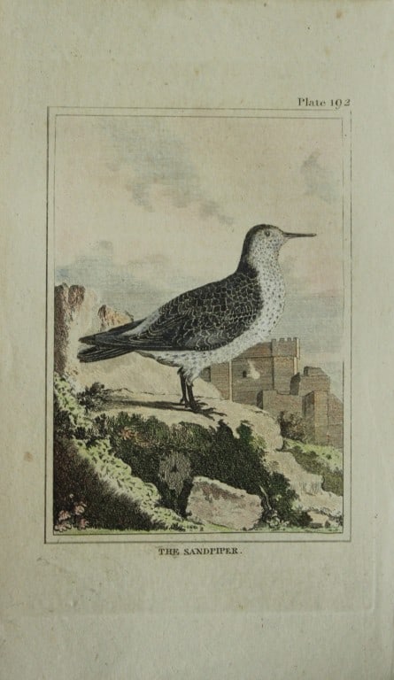 Buffon - Hand coloured engraving of Sandpiper 1812: This hand coloured engraving is from Natural History General and Particular by Georges-Louis Leclerc Count de Buffon.Published by T. Cadell and Davies et al, 1812Size: 7.5in x 5in (19cm x 13cm)