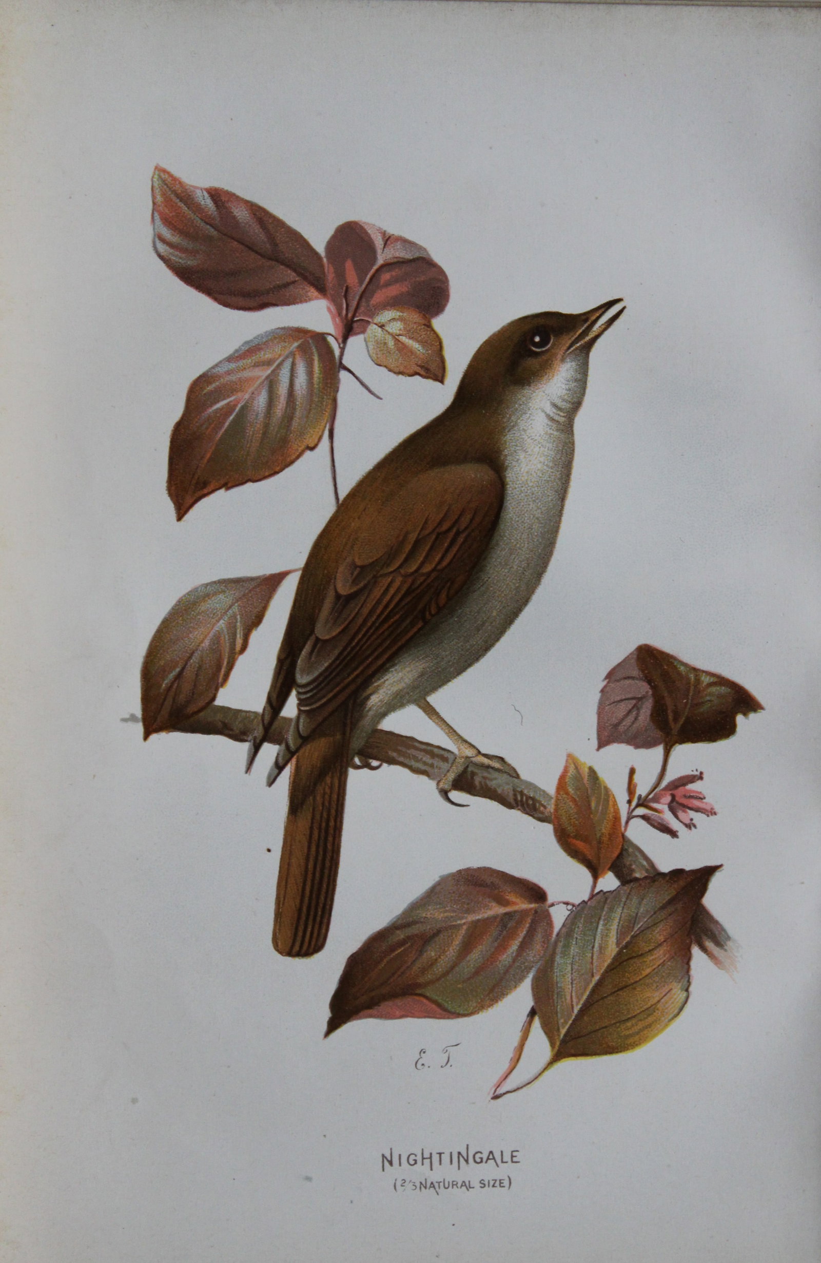 Eliza Turk - Nightingale 1883: This chromolithographic plate is from Familiar Wild Birds by Walter Swaysland. Published by Cassell and Company, London 1883.The illustrators for this work were Archibald Thorburn, AF Lydon and Eliza 