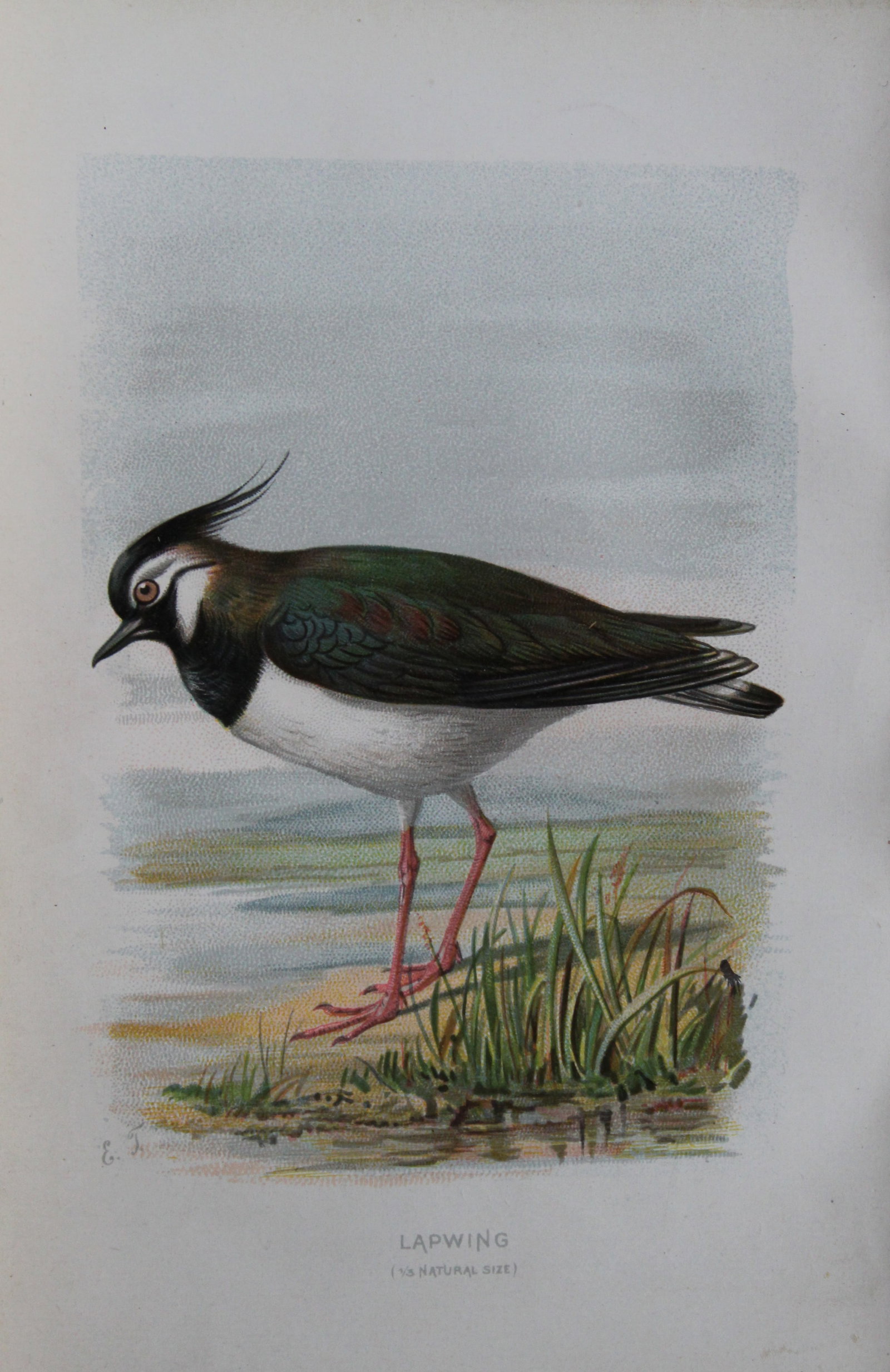 Eliza Turk - Lapwing 1883: This chromolithographic plate is from Familiar Wild Birds by Walter Swaysland. Published by Cassell and Company, London 1883.The illustrators for this work were Archibald Thorburn, AF Lydon and Eliza 