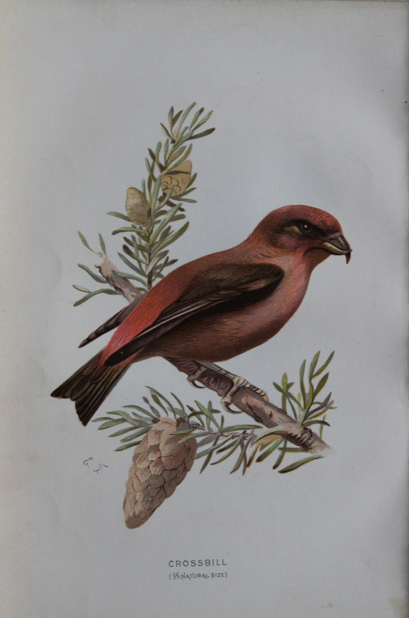 Eliza Turk - Crossbill 1883: This chromolithographic plate is from Familiar Wild Birds by Walter Swaysland. Published by Cassell and Company, London 1883.The illustrators for this work were Archibald Thorburn, AF Lydon and Eliza 