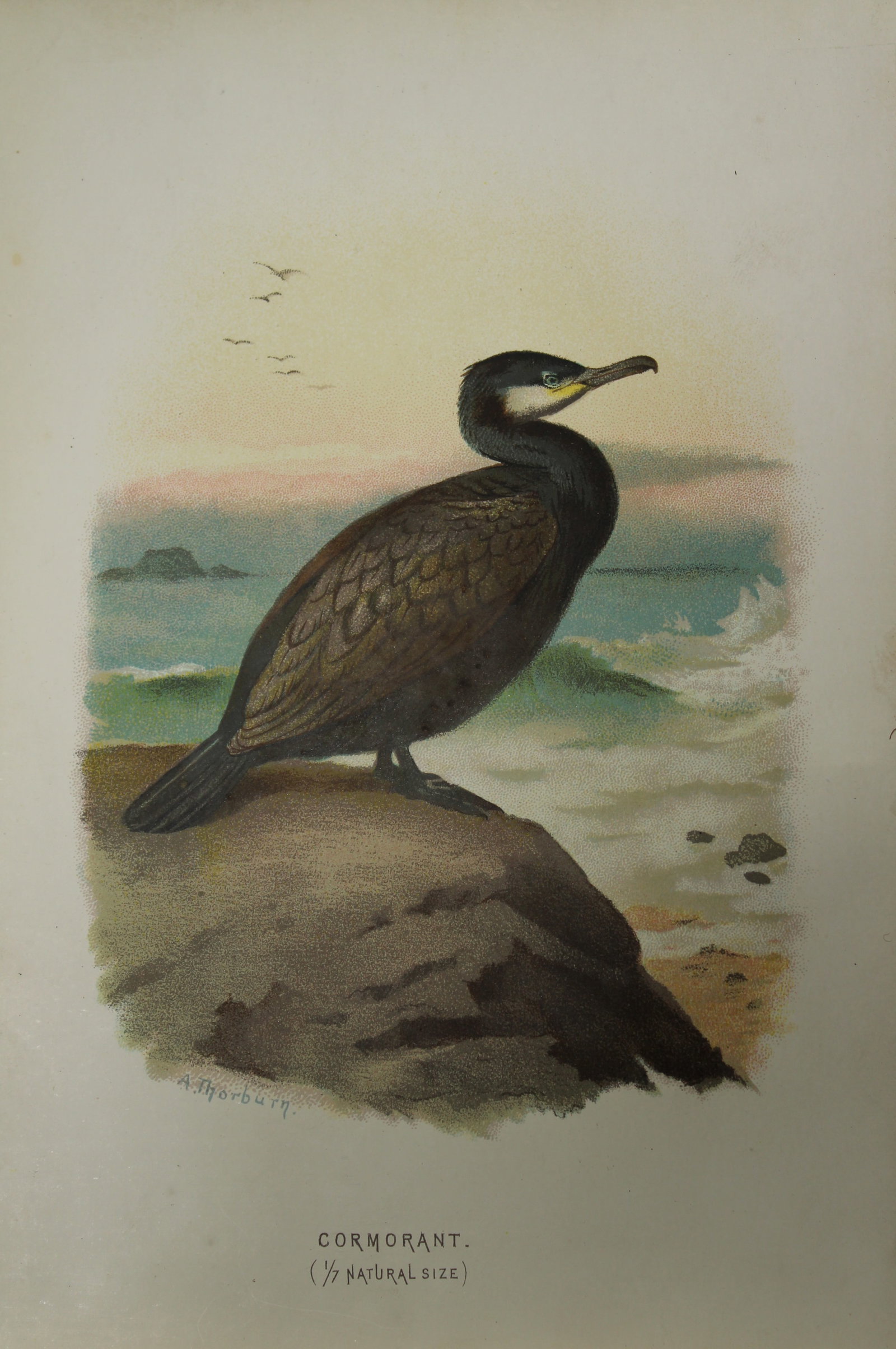 Archibal Thorburn - Cormorant 1883: This chromolithographic plate is from Familiar Wild Birds by Walter Swaysland. Published by Cassell and Company, London 1883.The illustrators for this work were Archibald Thorburn, AF Lydon and Eliza 