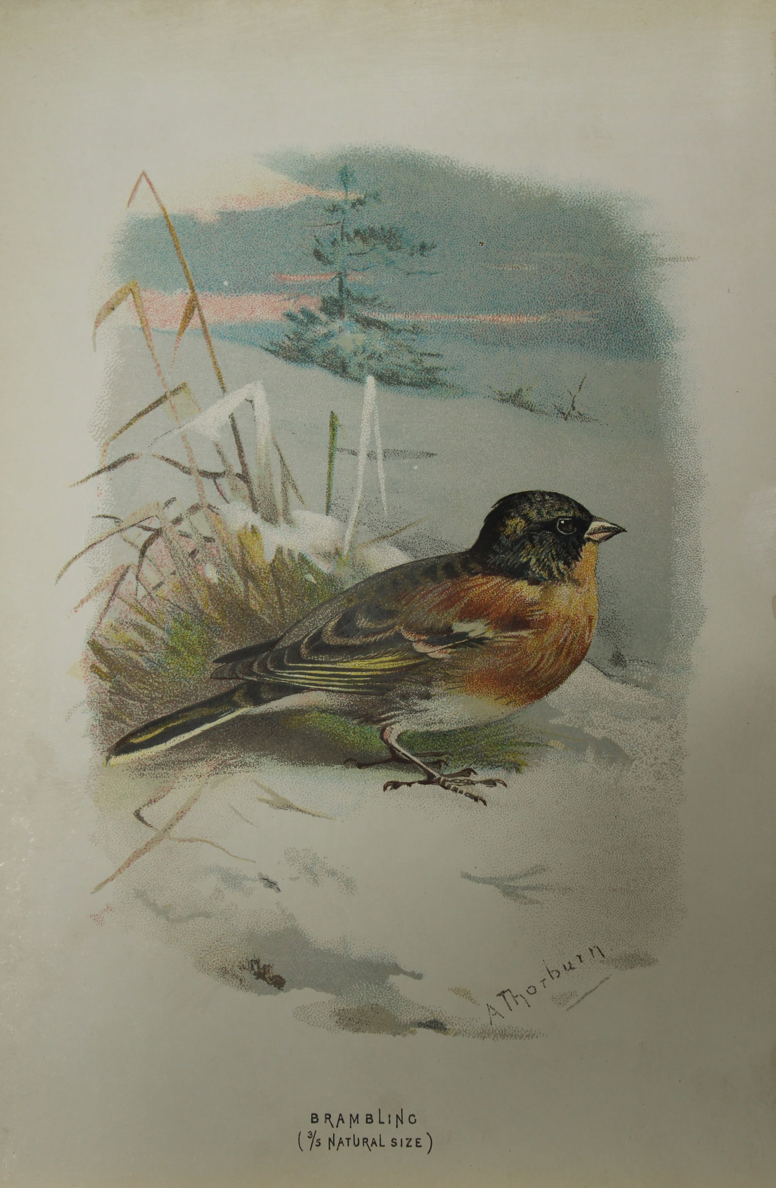 Archibal Thorburn - Brambling 1883: This chromolithographic plate is from Familiar Wild Birds by Walter Swaysland. Published by Cassell and Company, London 1883.The illustrators for this work were Archibald Thorburn, AF Lydon and Eliza 