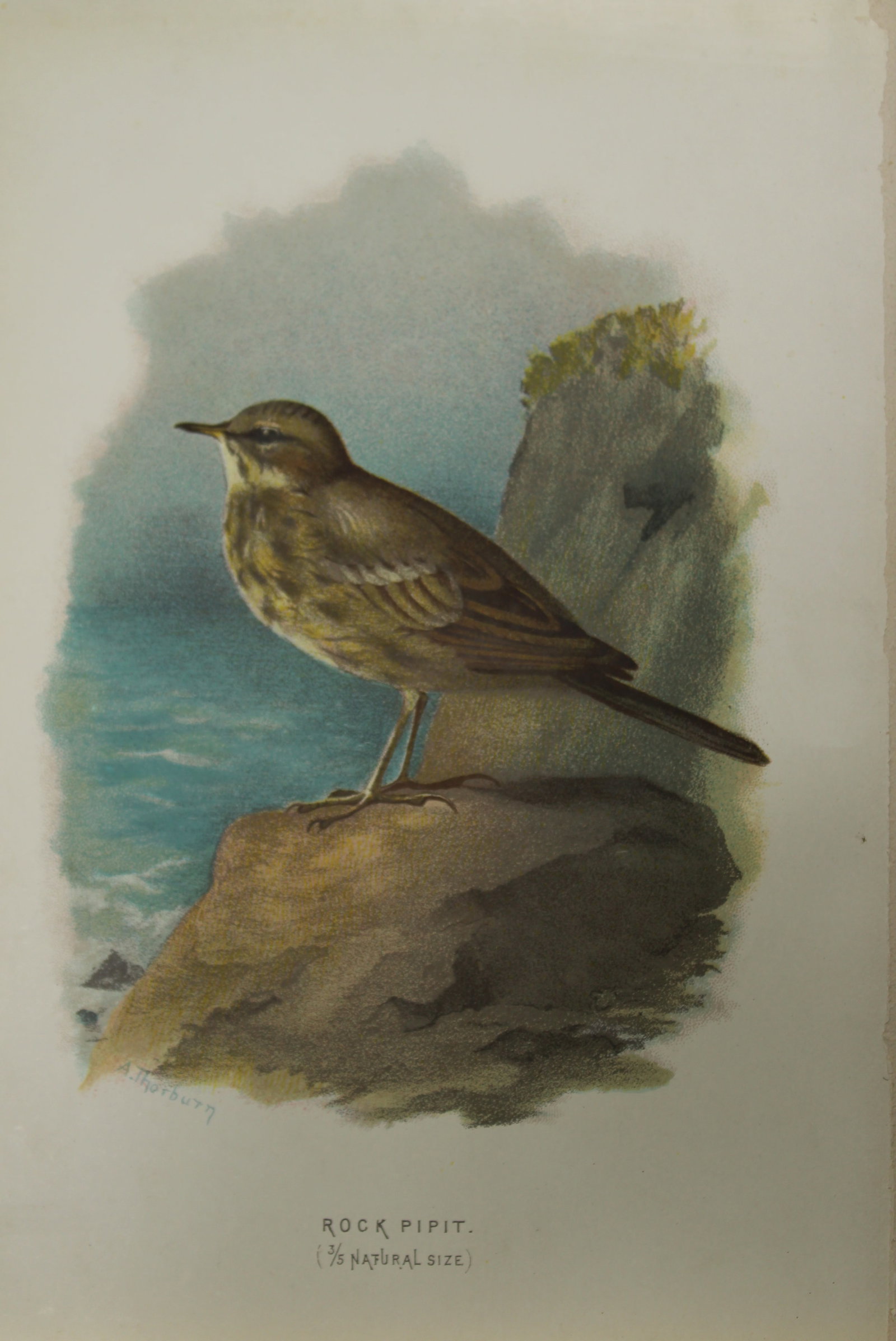 Archibal Thorburn - Rock Pipit 1883: This chromolithographic plate is from Familiar Wild Birds by Walter Swaysland. Published by Cassell and Company, London 1883.The illustrators for this work were Archibald Thorburn, AF Lydon and Eliza 