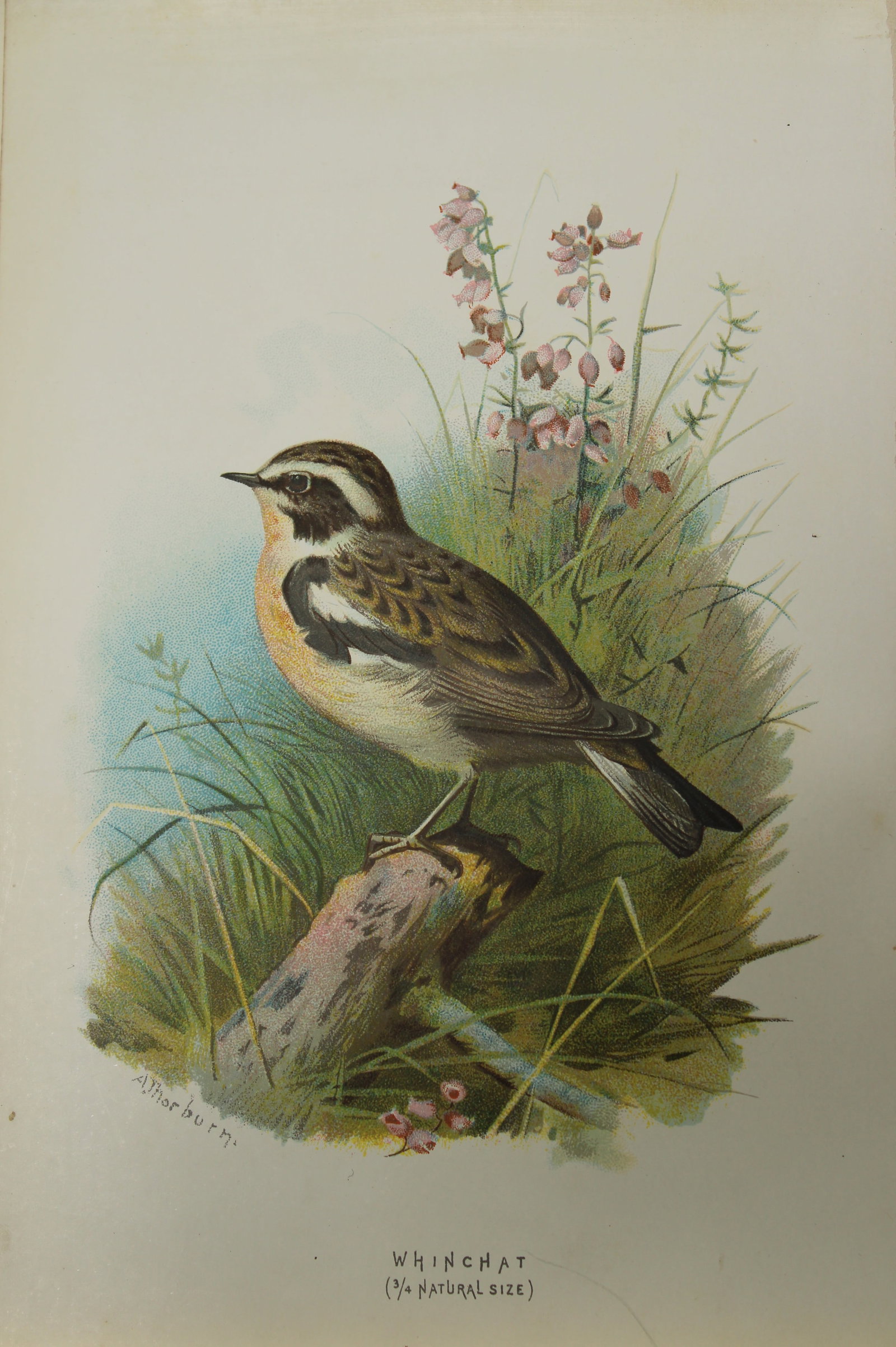 Archibal Thorburn - Whinchat 1883: This chromolithographic plate is from Familiar Wild Birds by Walter Swaysland. Published by Cassell and Company, London 1883.The illustrators for this work were Archibald Thorburn, AF Lydon and Eliza 
