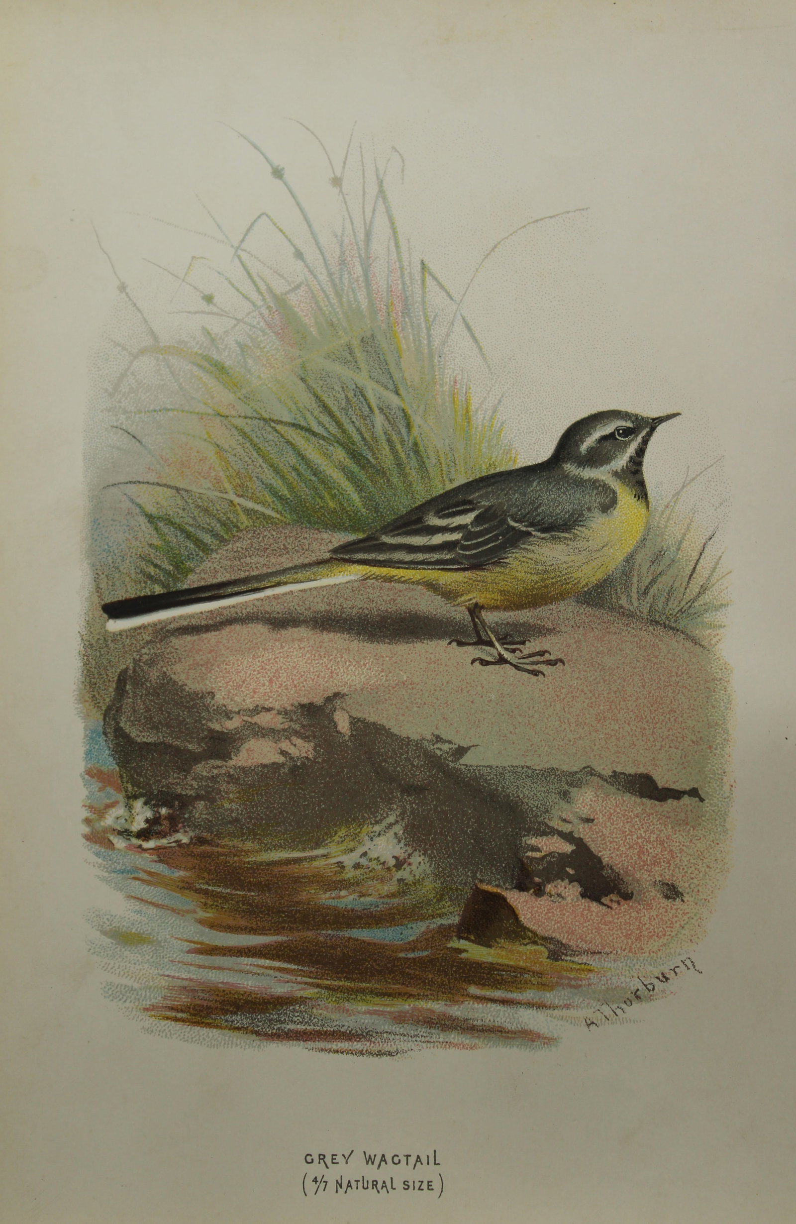 Archibal Thorburn - Grey Wagtail 1883: This chromolithographic plate is from Familiar Wild Birds by Walter Swaysland. Published by Cassell and Company, London 1883.The illustrators for this work were Archibald Thorburn, AF Lydon and Eliza 