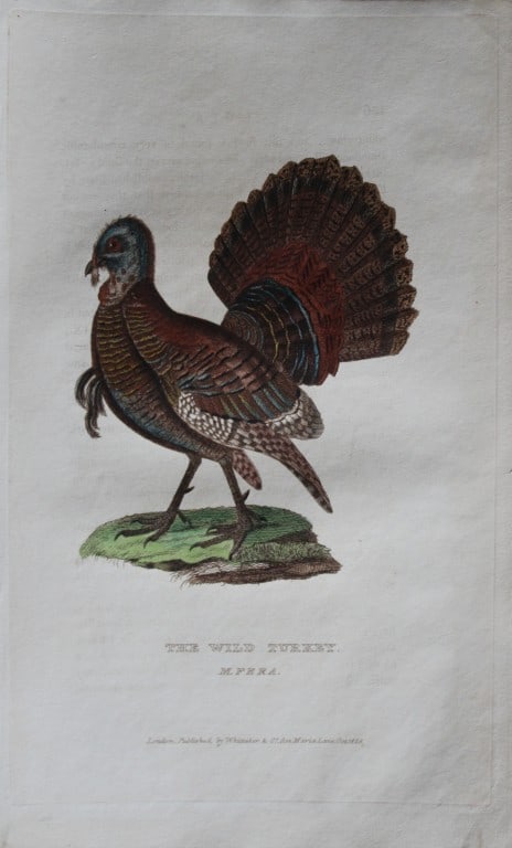 Baron Cuvier - Wild Turkey 1829: This antique engraving is from the English edition of The Animal Kingdom by Baron Georges Cuvier. Published by GB Whittaker & Co, London 1828-29.Artists who contributed to this work were Landseer, Sow