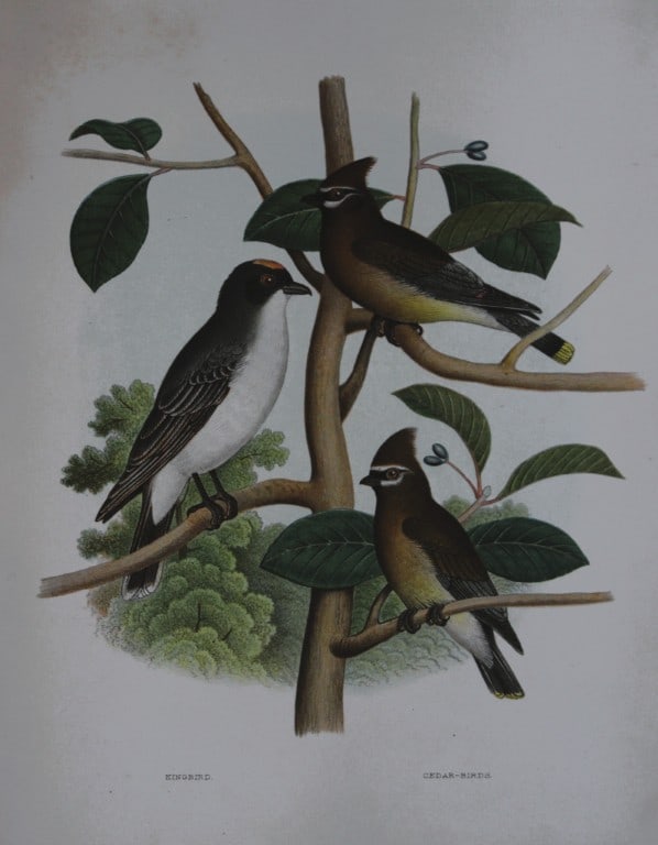 Thomas Gentry - Kingbird and Cedar-bird by Edwin Sheppard 1882: This beautifully illustrated chromolithograph print is from the first edition of Nests and Eggs of Birds of The United States by Thomas Gentry, published by JA Wagenseller, Philadelphia 1882. Gentry w