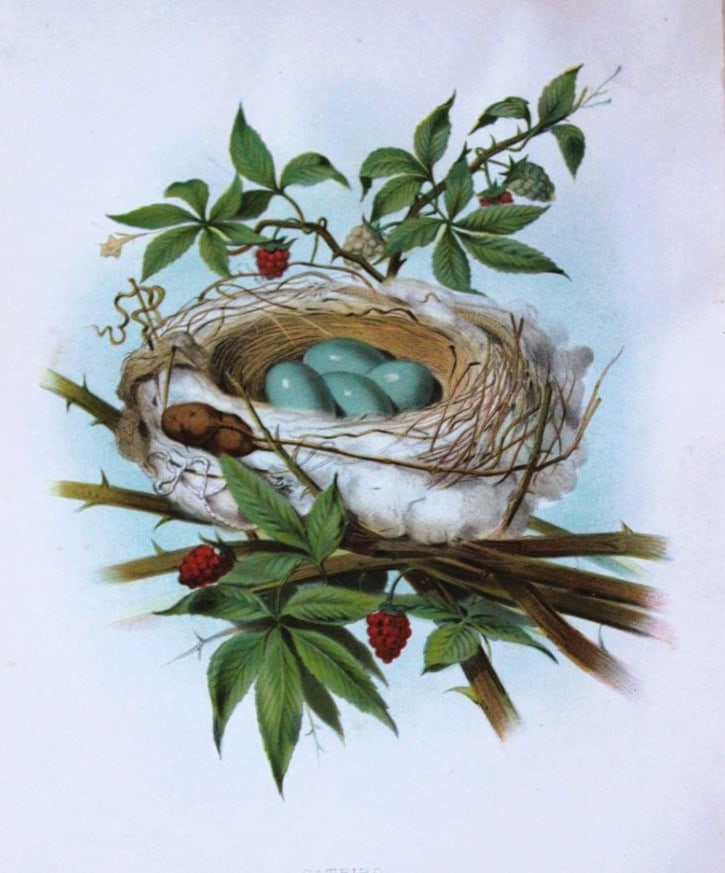 Thomas Gentry - Catbird nest and eggs by Edwin Sheppard 1882: This beautifully illustrated chromolithograph print is from the first edition of Nests and Eggs of Birds of The United States by Thomas Gentry, published by JA Wagenseller, Philadelphia 1882. Gentry w