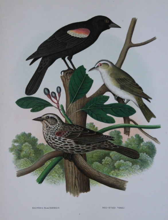 Thomas Gentry - Redwing Blackbird and Red-eyed Vireo by Edwin Sheppard 1882: This beautifully illustrated chromolithograph print is from the first edition of Nests and Eggs of Birds of The United States by Thomas Gentry, published by JA Wagenseller, Philadelphia 1882. Gentry w