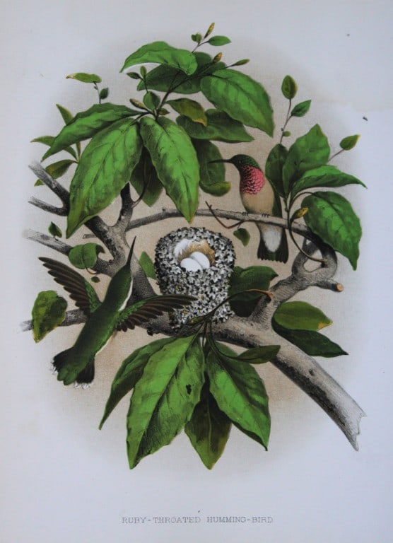 Thomas Gentry - Ruby-throated Hummingbird by Edwin Sheppard 1882: This beautifully illustrated chromolithograph print is from the first edition of Nests and Eggs of Birds of The United States by Thomas Gentry, published by JA Wagenseller, Philadelphia 1882. Gentry w