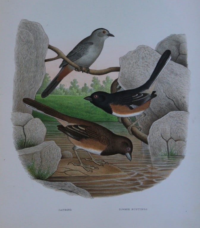 Thomas Gentry - Catbird and Towhee Bunting by Edwin Sheppard 1882 (1 of 1)