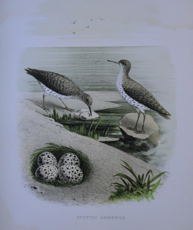 Thomas Gentry - Spotted Sandpiper by Edwin Sheppard 1882: This beautifully illustrated chromolithograph print is from the first edition of Nests and Eggs of Birds of The United States by Thomas Gentry, published by JA Wagenseller, Philadelphia 1882. Gentry w