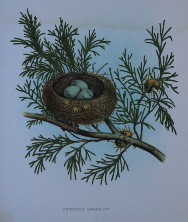 Thomas Gentry - Chipping Sparrow nest and eggs by Edwin Sheppard 1882: This beautifully illustrated chromolithograph print is from the first edition of Nests and Eggs of Birds of The United States by Thomas Gentry, published by JA Wagenseller, Philadelphia 1882. Gentry w