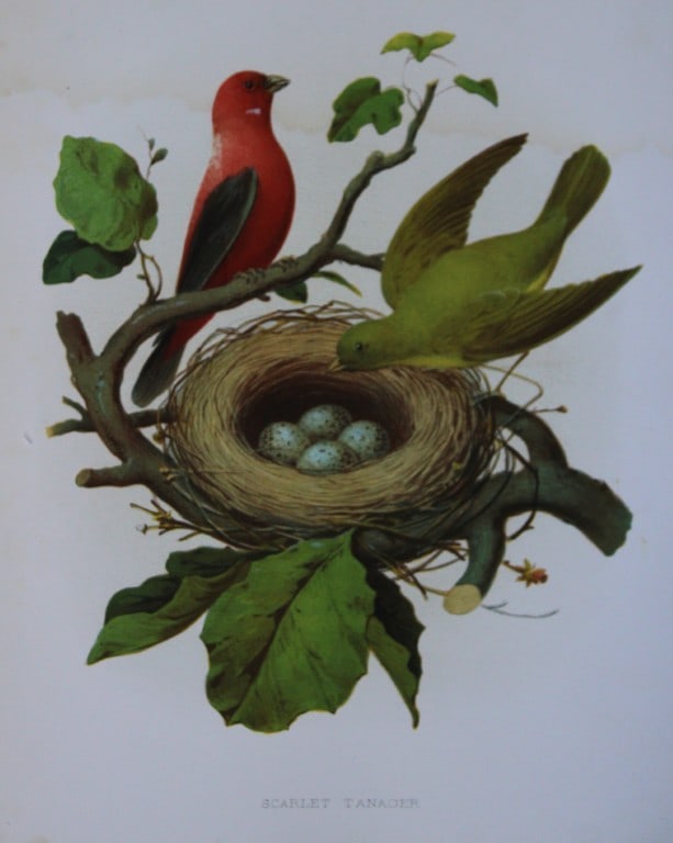 Thomas Gentry - Scarlet Tanager by Edwin Sheppard 1882: This beautifully illustrated chromolithograph print is from the first edition of Nests and Eggs of Birds of The United States by Thomas Gentry, published by JA Wagenseller, Philadelphia 1882. Gentry w