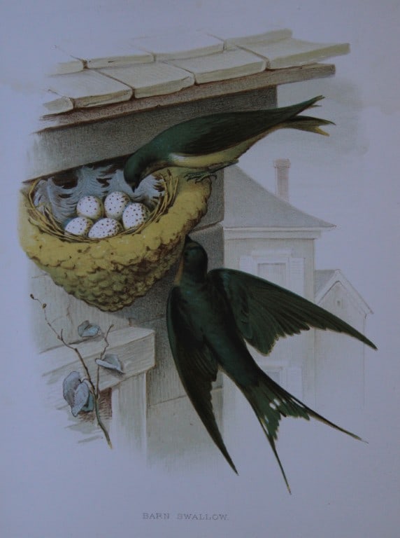 Thomas Gentry - Barn Swallow by Edwin Sheppard 1882: This beautifully illustrated chromolithograph print is from the first edition of Nests and Eggs of Birds of The United States by Thomas Gentry, published by JA Wagenseller, Philadelphia 1882. Gentry w