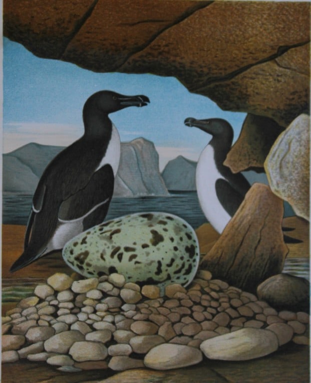 Thomas Gentry - Razor-billed Auk by Edwin Sheppard 1882: This beautifully illustrated chromolithograph print is from the first edition of Nests and Eggs of Birds of The United States by Thomas Gentry, published by JA Wagenseller, Philadelphia 1882. Gentry w