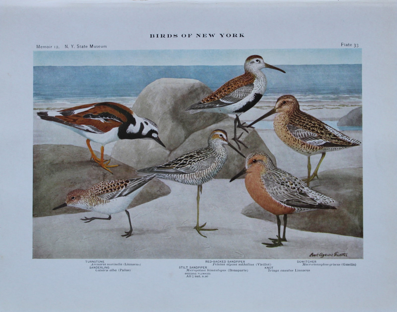 L Agassiz Fuertes - Chromolithograph of Sandpipers, Sanderling, Knot etc 1910 (1 of 1)