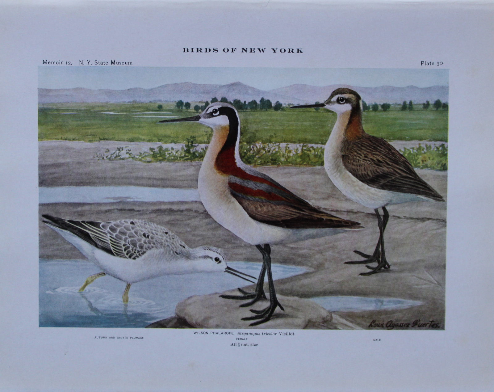 L Agassiz Fuertes - Chromolithograph of Wilson Phalaropes 1910: This original antique chromolithograph is by Louis Agassiz Fuertes from Birds of New York by Elon Howard Eaton. Published by the University of the State of New York, Albany 1910.Size: approximately 9.