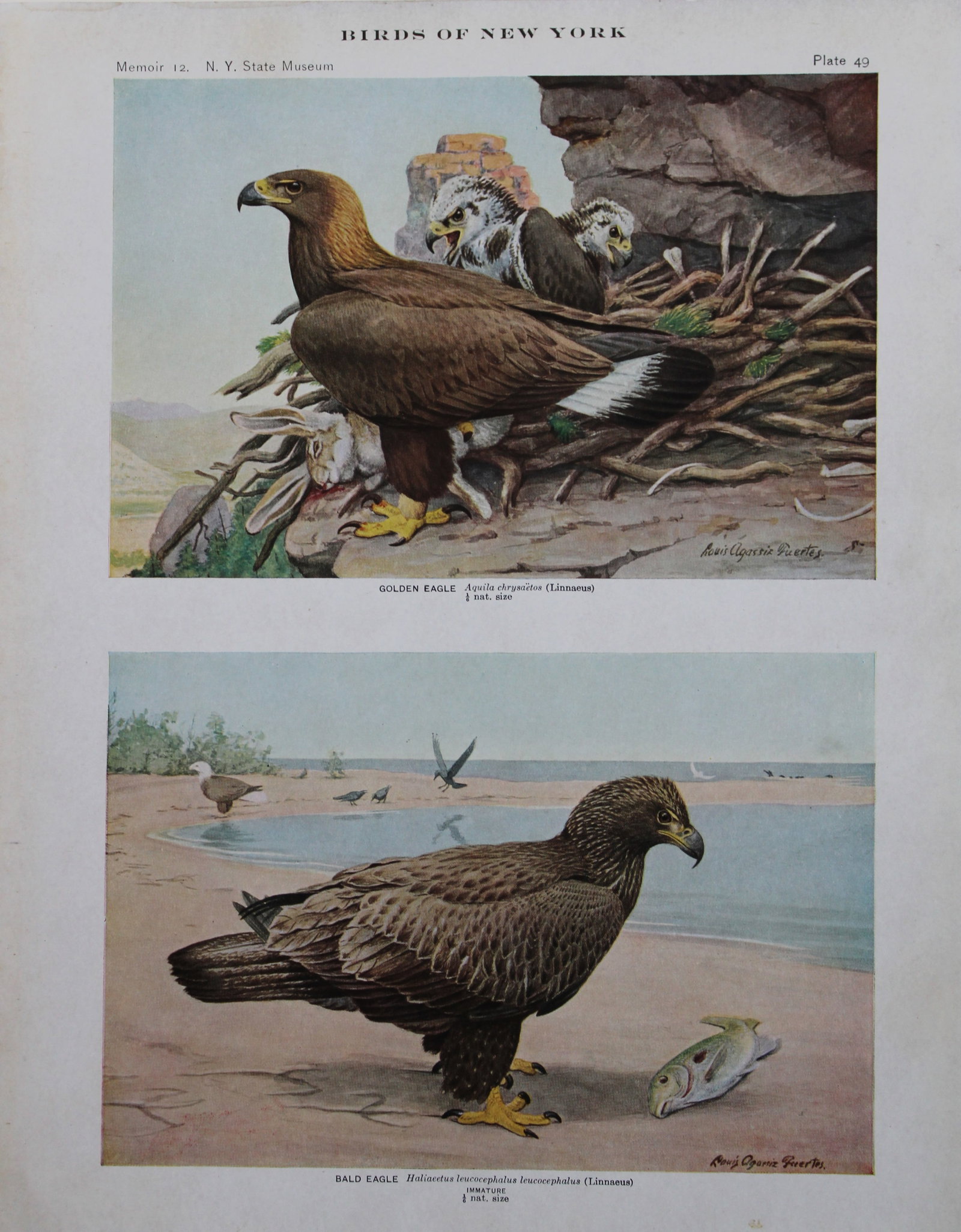 L Agassiz Fuertes - Chromolithograph of Golden and Bald Eagles 1910: This original antique chromolithograph is by Louis Agassiz Fuertes from Birds of New York by Elon Howard Eaton. Published by the University of the State of New York, Albany 1910.Size: approximately 9.