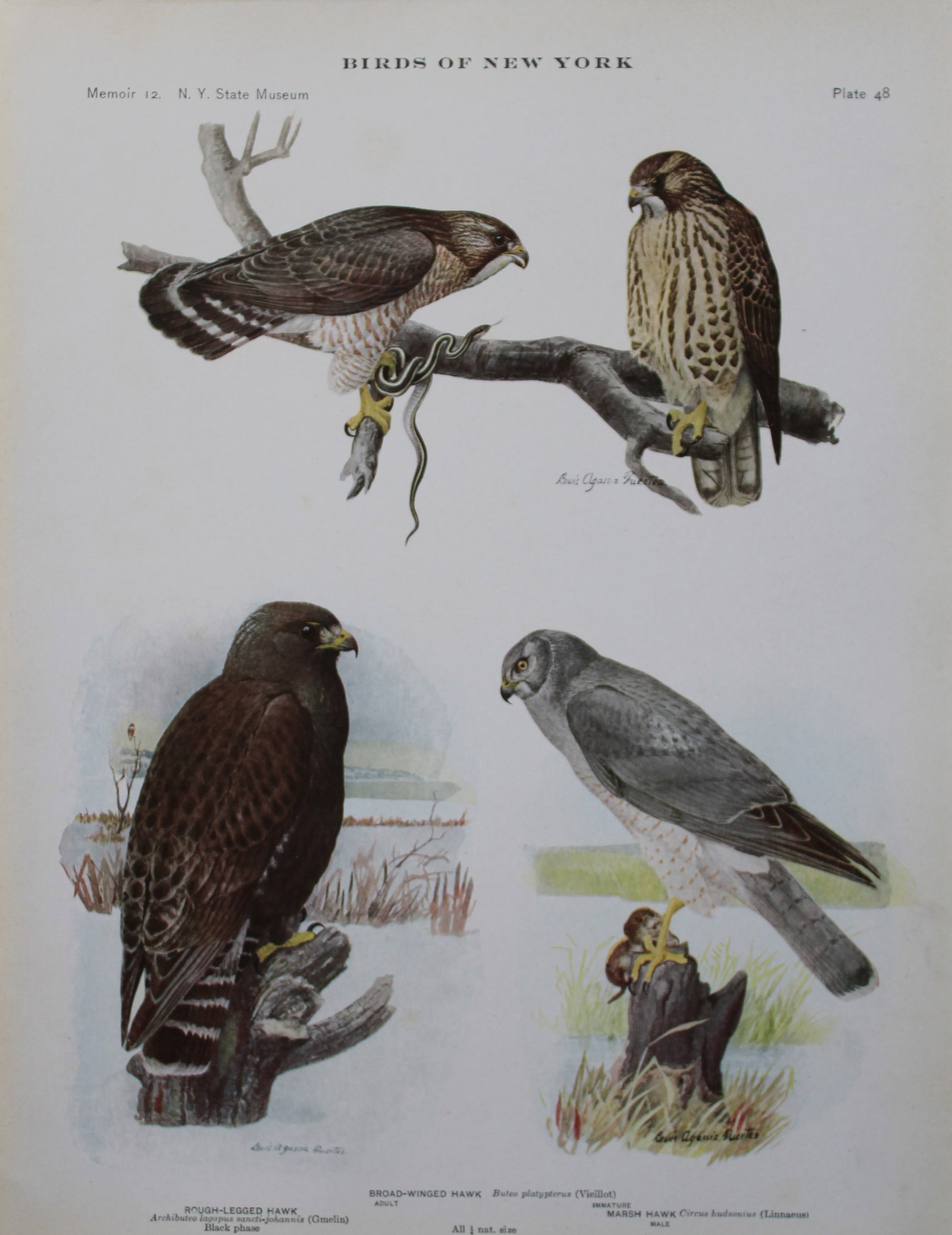 L Agassiz Fuertes - Chromolithograph of Broad-winged, Rough-legged and Marsh Hawks 1910: This original antique chromolithograph is by Louis Agassiz Fuertes from Birds of New York by Elon Howard Eaton. Published by the University of the State of New York, Albany 1910.Size: approximately 9.