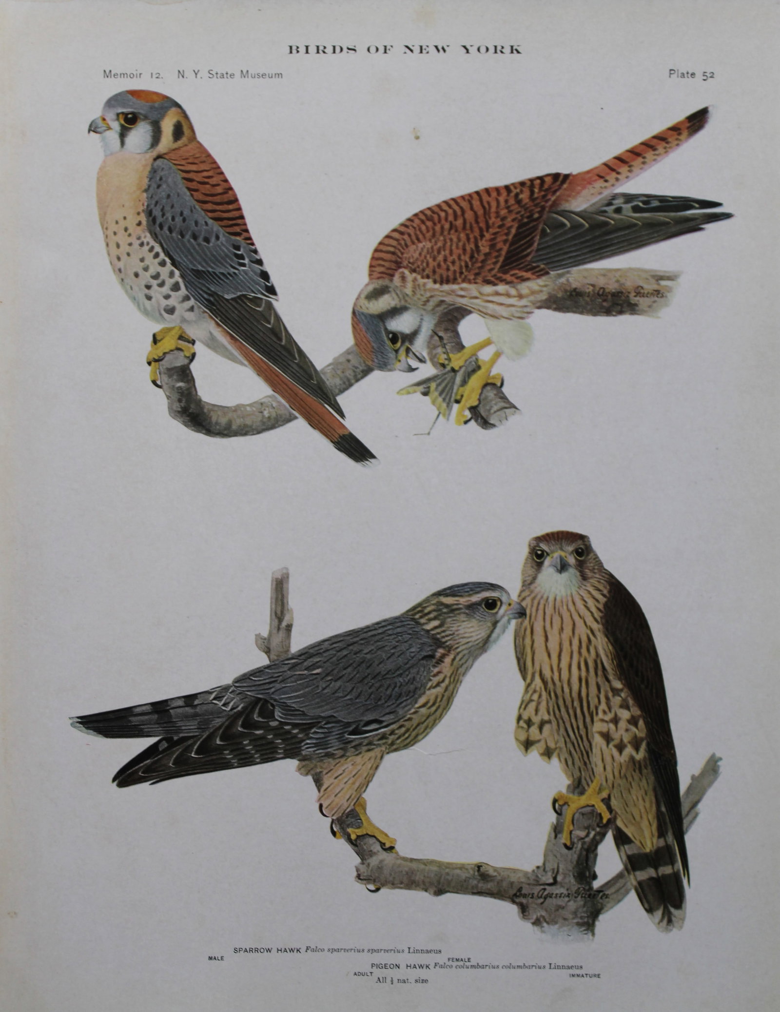L Agassiz Fuertes - Chromolithograph of Pigeon and Sparrow Hawks 1910: This original antique chromolithograph is by Louis Agassiz Fuertes from Birds of New York by Elon Howard Eaton. Published by the University of the State of New York, Albany 1910.Size: approximately 9.