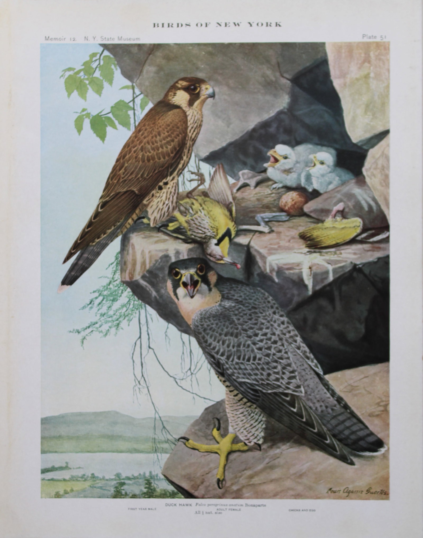 L Agassiz Fuertes - Chromolithograph of Duck Hawks 1910: This original antique chromolithograph is by Louis Agassiz Fuertes from Birds of New York by Elon Howard Eaton. Published by the University of the State of New York, Albany 1910.Size: approximately 9.