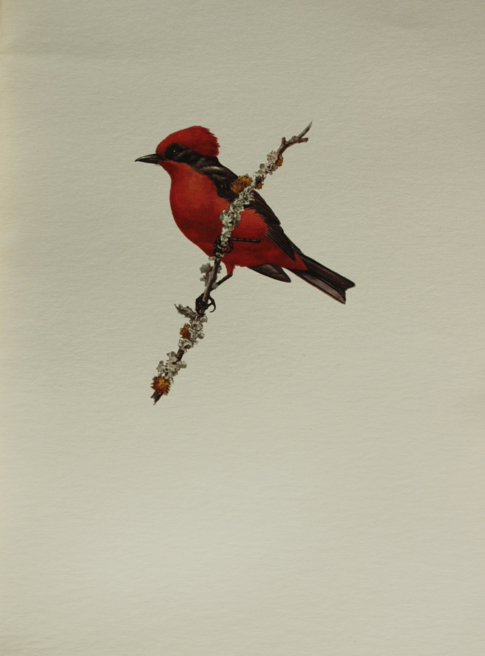 Amuchastegui - Lithograph of Tangara 1966: This beautiful illustration is by the Argentine artist Axel Amuch?stegui (1921?2002) and is from Studies of Birds and Mammals of South America.Published by The Tryon Gallery in London, 1966.Amuchasteg