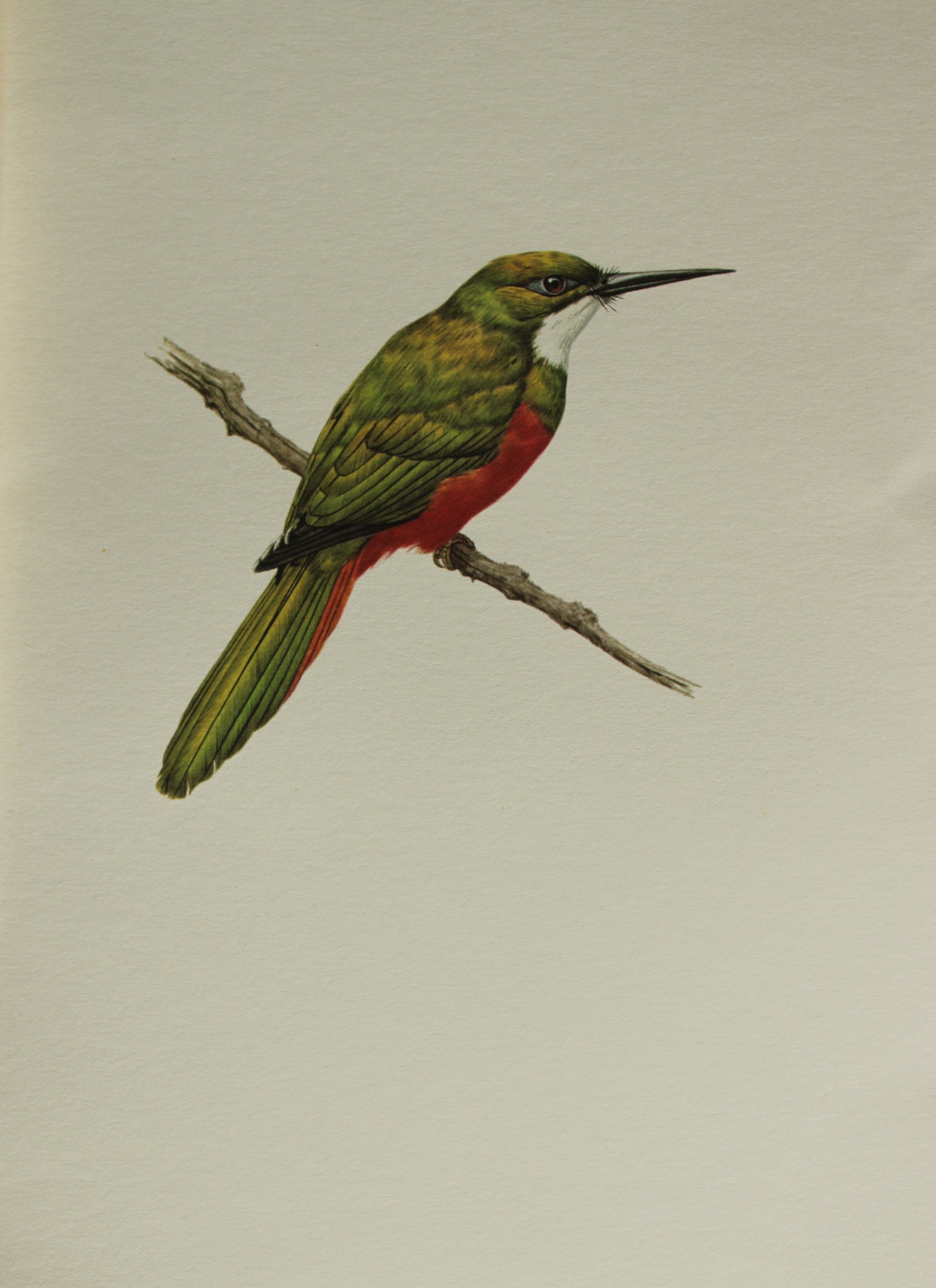 Amuchastegui - Lithograph of Jacamar 1966: This beautiful illustration is by the Argentine artist Axel Amuch?stegui (1921?2002) and is from Studies of Birds and Mammals of South America.Published by The Tryon Gallery in London, 1966.Amuchasteg