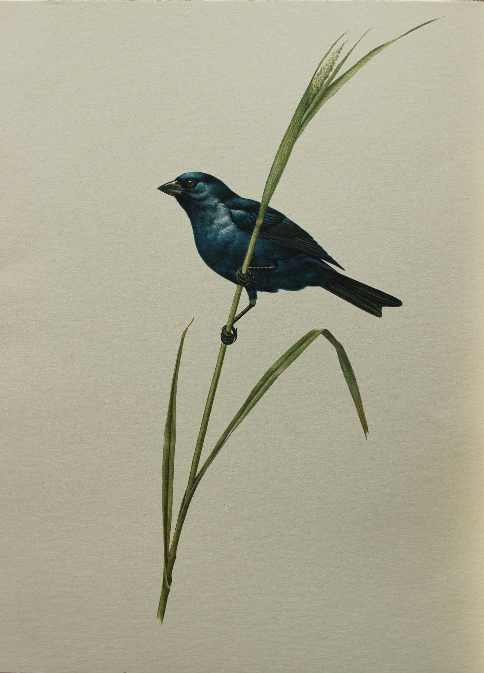 Amuchastegui - Lithograph of Ultramarine Grosbeak 1966: This beautiful illustration is by the Argentine artist Axel Amuch?stegui (1921?2002) and is from Studies of Birds and Mammals of South America.Published by The Tryon Gallery in London, 1966.Amuchasteg