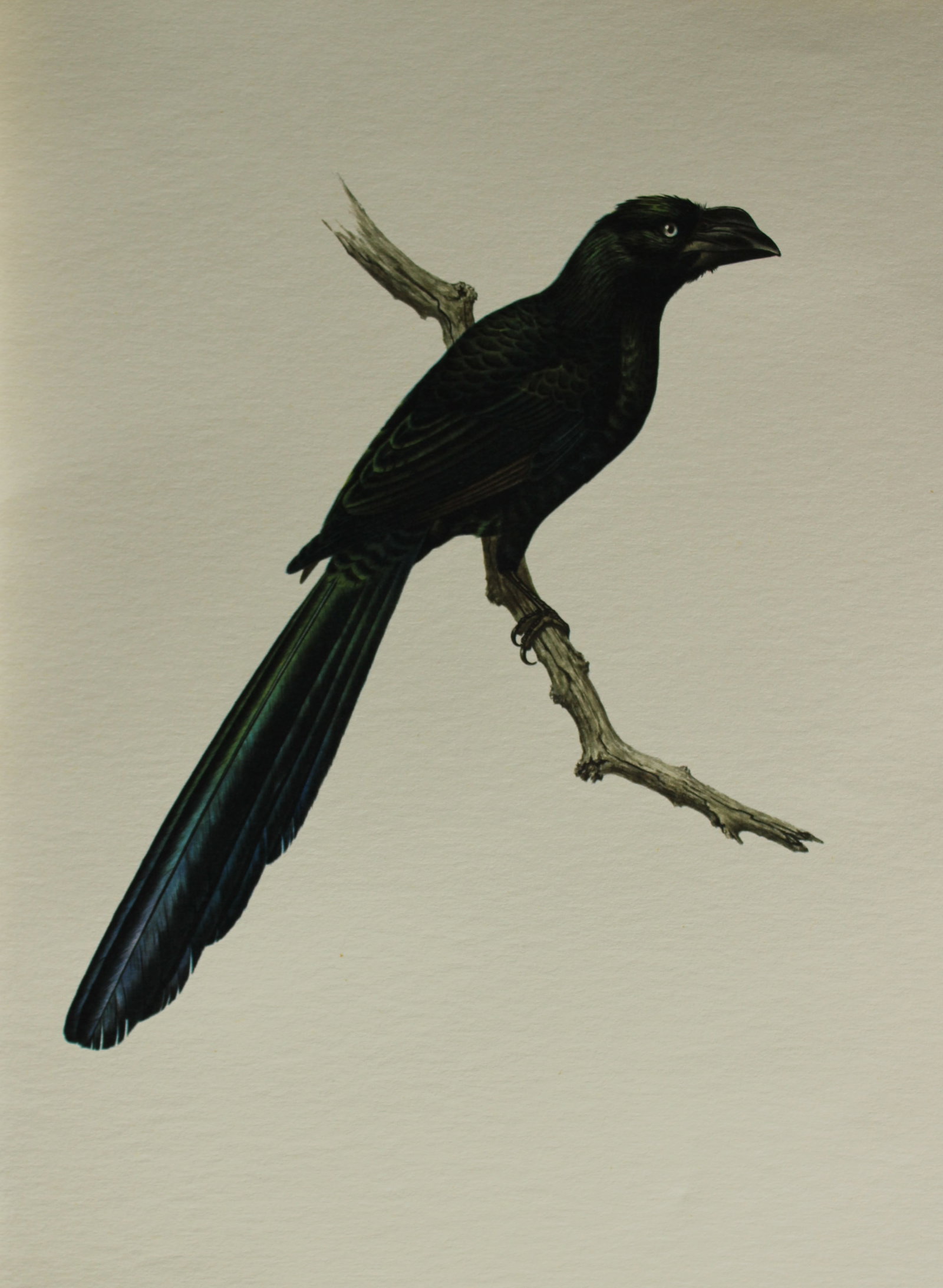 Amuchastegui - Lithograph of Groove-billed Ani 1966: This beautiful illustration is by the Argentine artist Axel Amuch?stegui (1921?2002) and is from Studies of Birds and Mammals of South America.Published by The Tryon Gallery in London, 1966.Amuchasteg