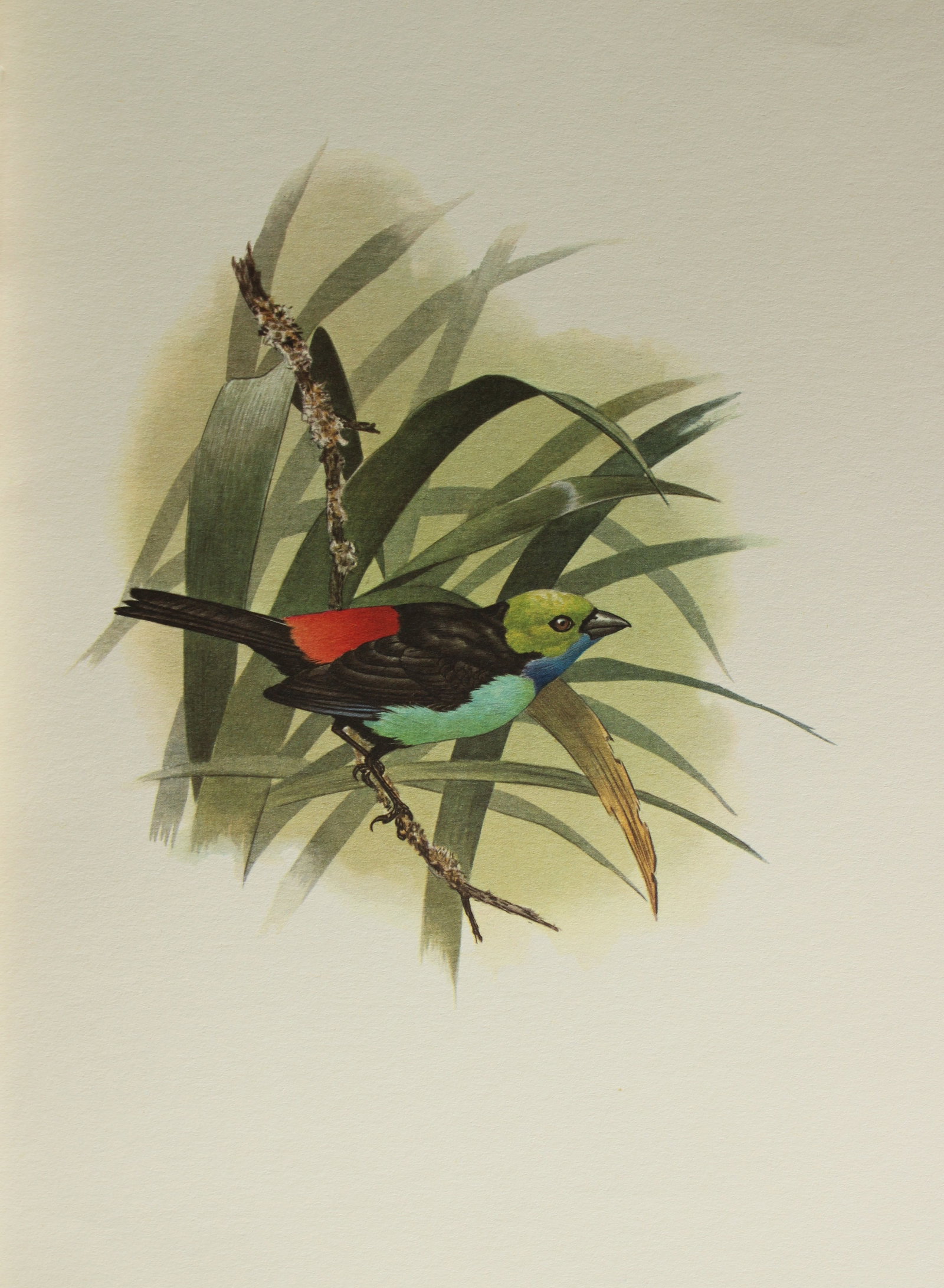 Amuchastegui - Lithograph of Paradise Tanager 1966: This beautiful illustration is by the Argentine artist Axel Amuch?stegui (1921?2002) and is from Studies of Birds and Mammals of South America.Published by The Tryon Gallery in London, 1966.Amuchasteg