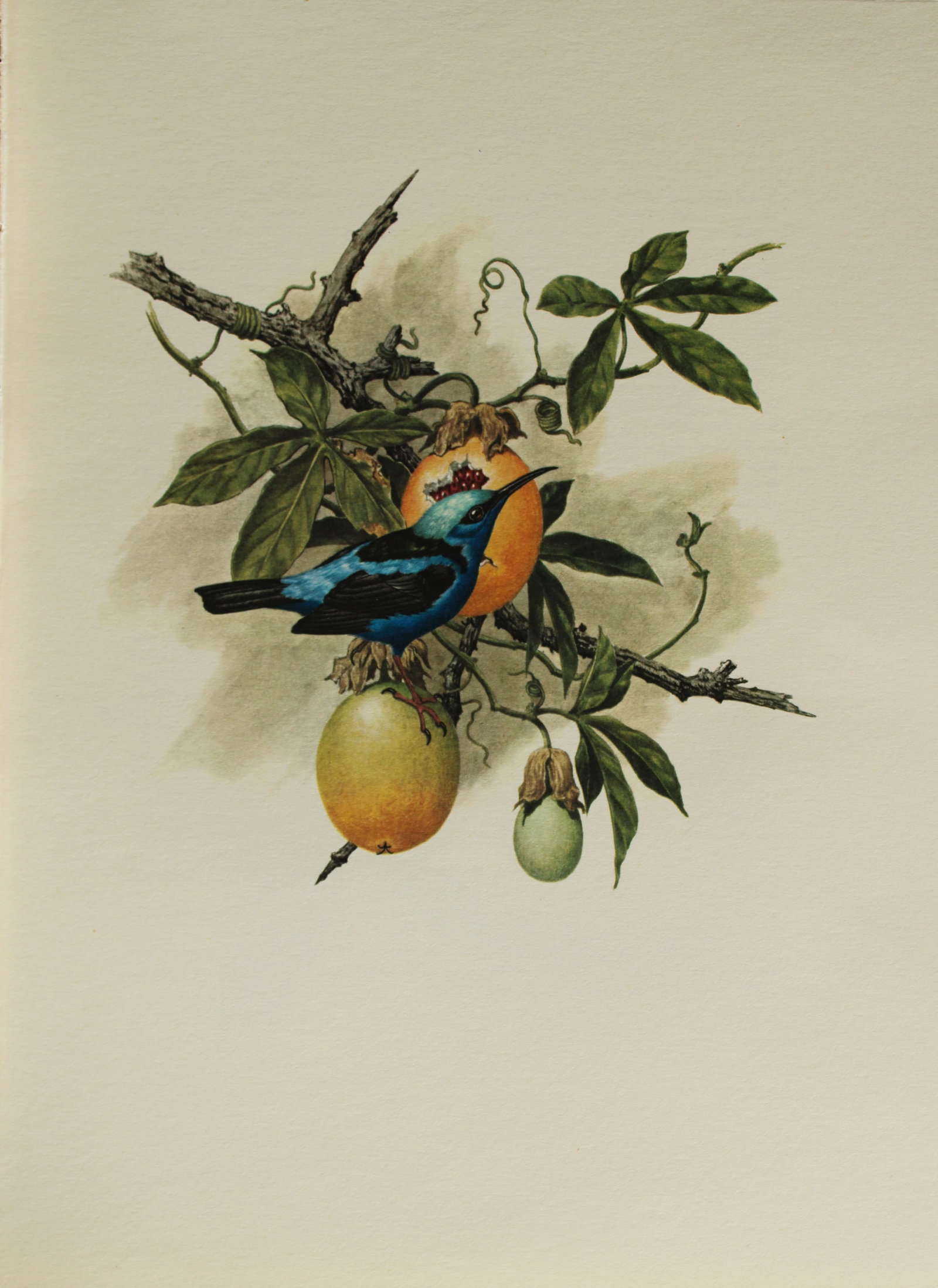 Amuchastegui - Lithograph of Hummingbird 1966: This beautiful illustration is by the Argentine artist Axel Amuch?stegui (1921?2002) and is from Studies of Birds and Mammals of South America.Published by The Tryon Gallery in London, 1966.Amuchasteg
