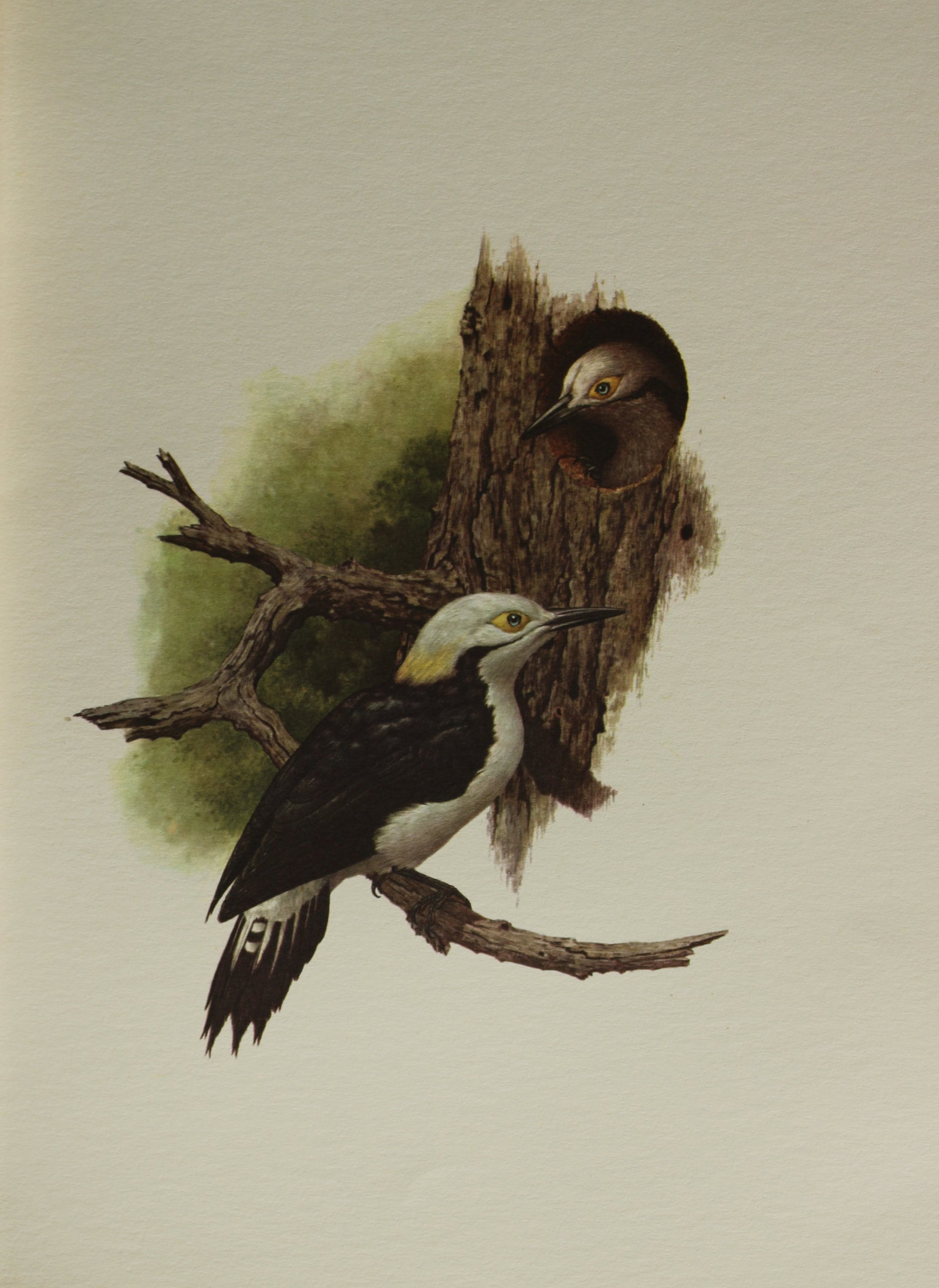 Amuchastegui - Lithograph of White Woodpecker 1966: This beautiful illustration is by the Argentine artist Axel Amuch?stegui (1921?2002) and is from Studies of Birds and Mammals of South America.Published by The Tryon Gallery in London, 1966.Amuchasteg