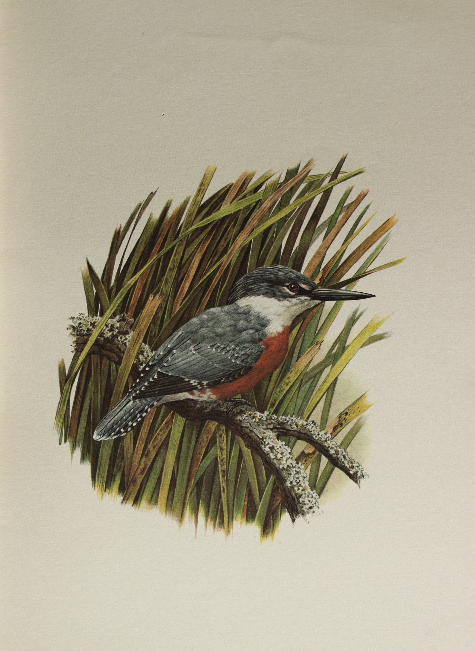 Amuchastegui - Lithograph of Ringed Kingfisher 1966: This beautiful illustration is by the Argentine artist Axel Amuch?stegui (1921?2002) and is from Studies of Birds and Mammals of South America.Published by The Tryon Gallery in London, 1966.Amuchasteg