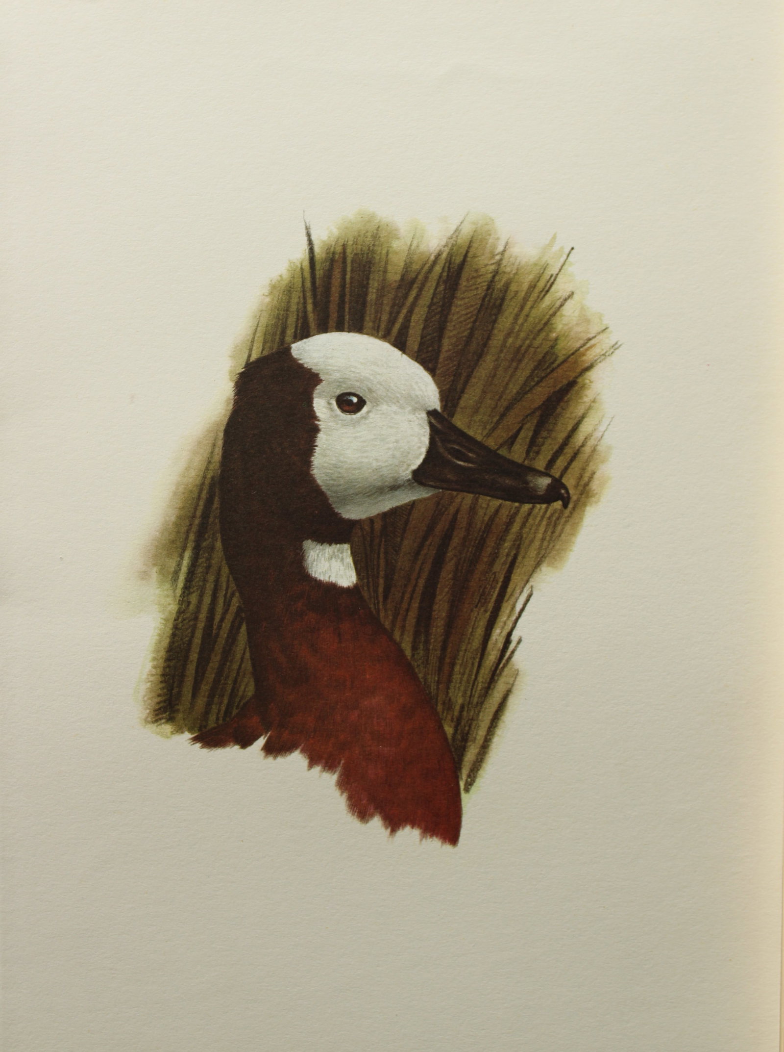 Amuchastegui - Lithograph of White-faced Tree Duck 1966: This beautiful illustration is by the Argentine artist Axel Amuch?stegui (1921?2002) and is from Studies of Birds and Mammals of South America.Published by The Tryon Gallery in London, 1966.Amuchasteg