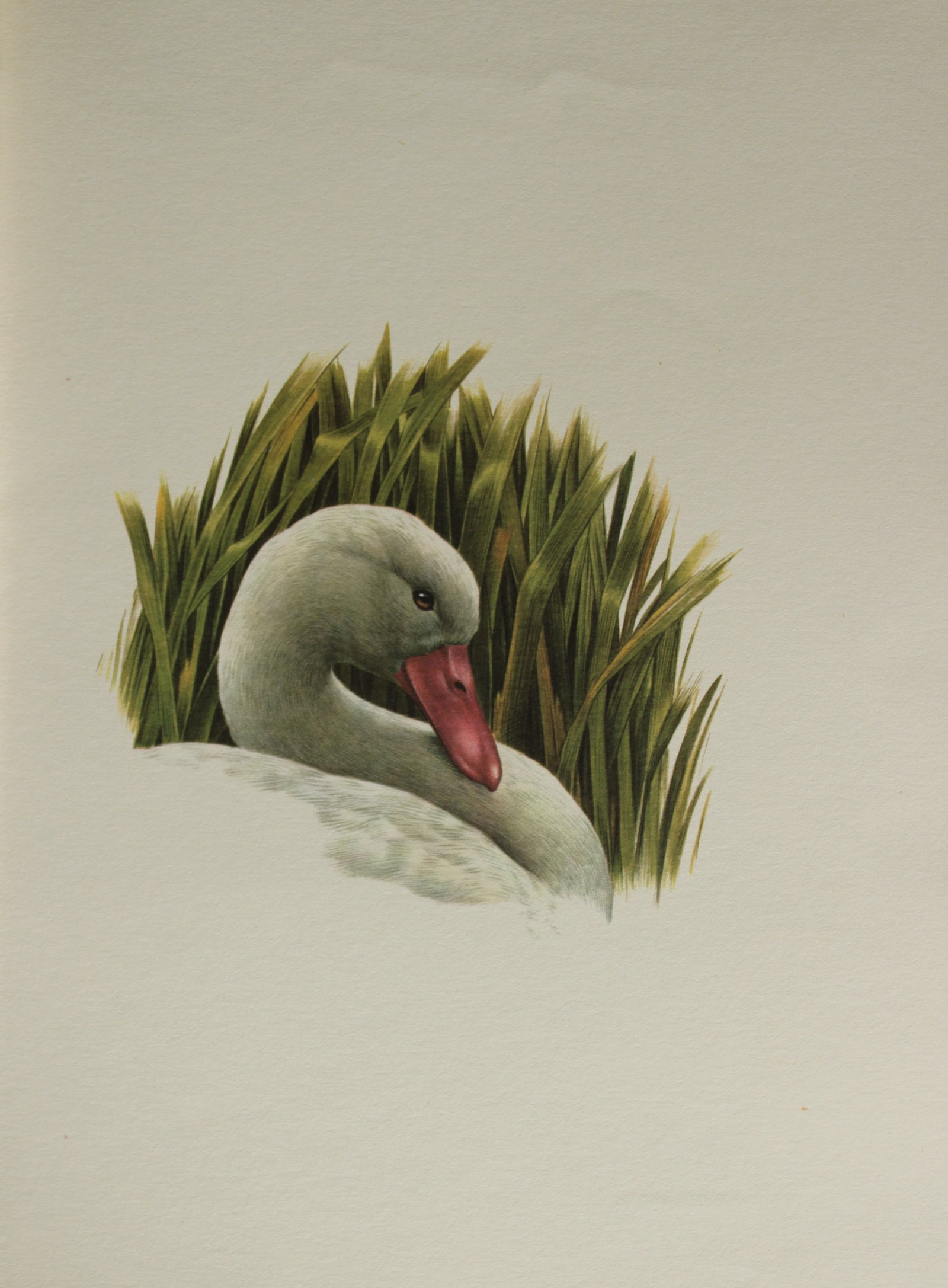 Amuchastegui - Lithograph of Coscoroba Swan 1966: This beautiful illustration is by the Argentine artist Axel Amuch?stegui (1921?2002) and is from Studies of Birds and Mammals of South America.Published by The Tryon Gallery in London, 1966.Amuchasteg