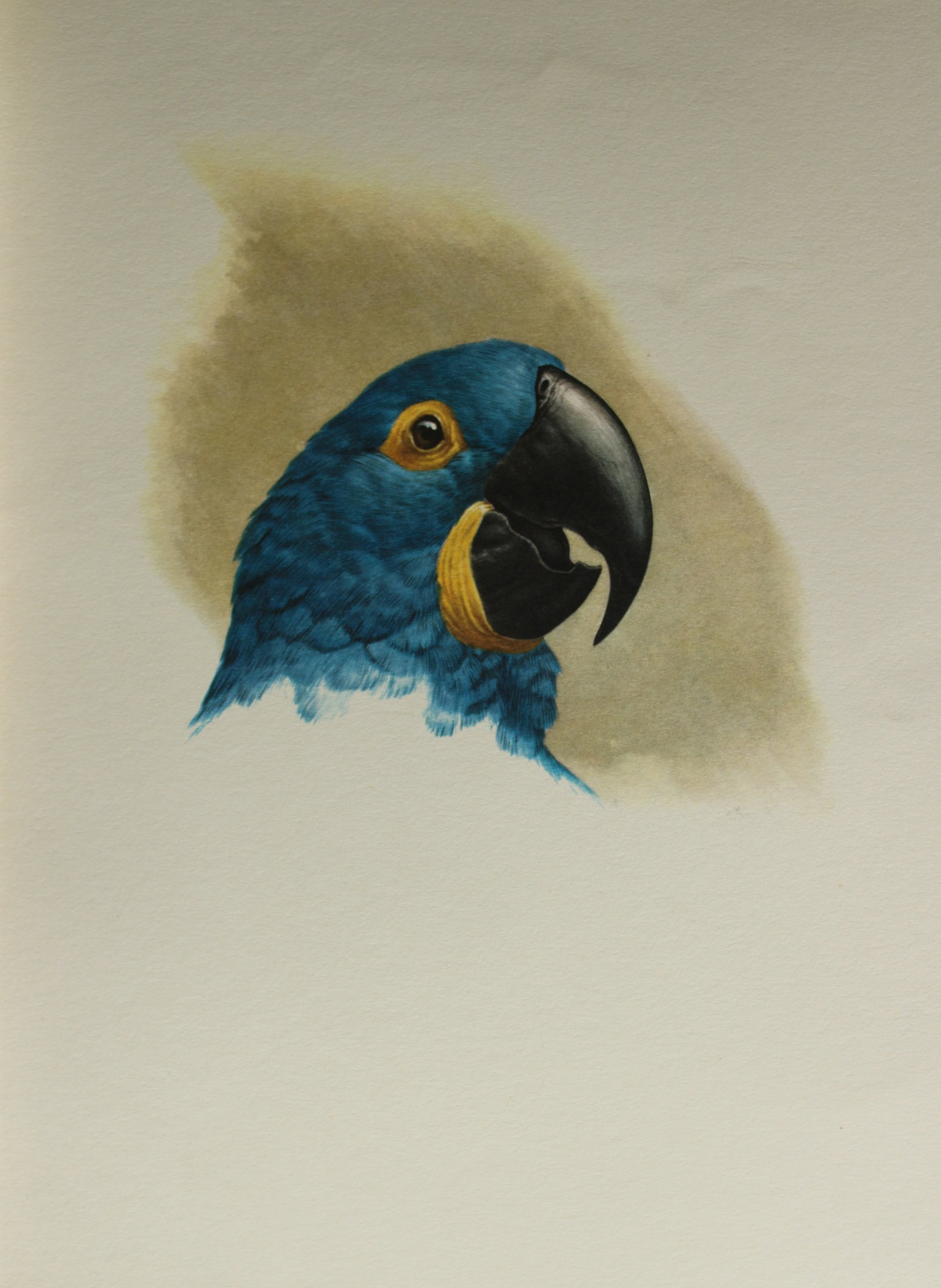 Amuchastegui - Lithograph of Hyacinthine Macaw 1966: This beautiful illustration is by the Argentine artist Axel Amuch?stegui (1921?2002) and is from Studies of Birds and Mammals of South America.Published by The Tryon Gallery in London, 1966.Amuchasteg