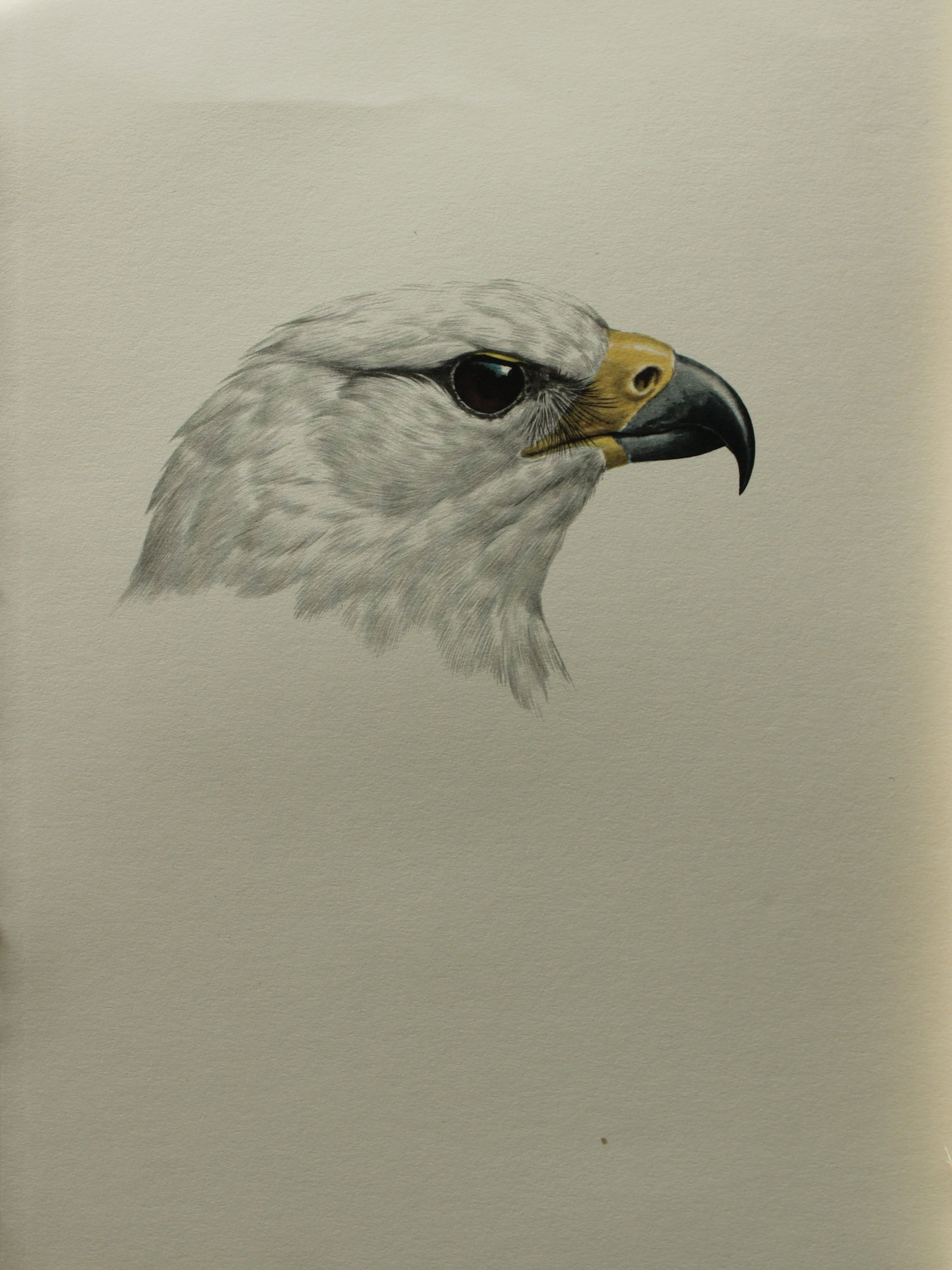 Amuchastegui - Lithograph of Eagle head 1966: This beautiful illustration is by the Argentine artist Axel Amuch?stegui (1921?2002) and is from Studies of Birds and Mammals of South America.Published by The Tryon Gallery in London, 1966.Amuchasteg