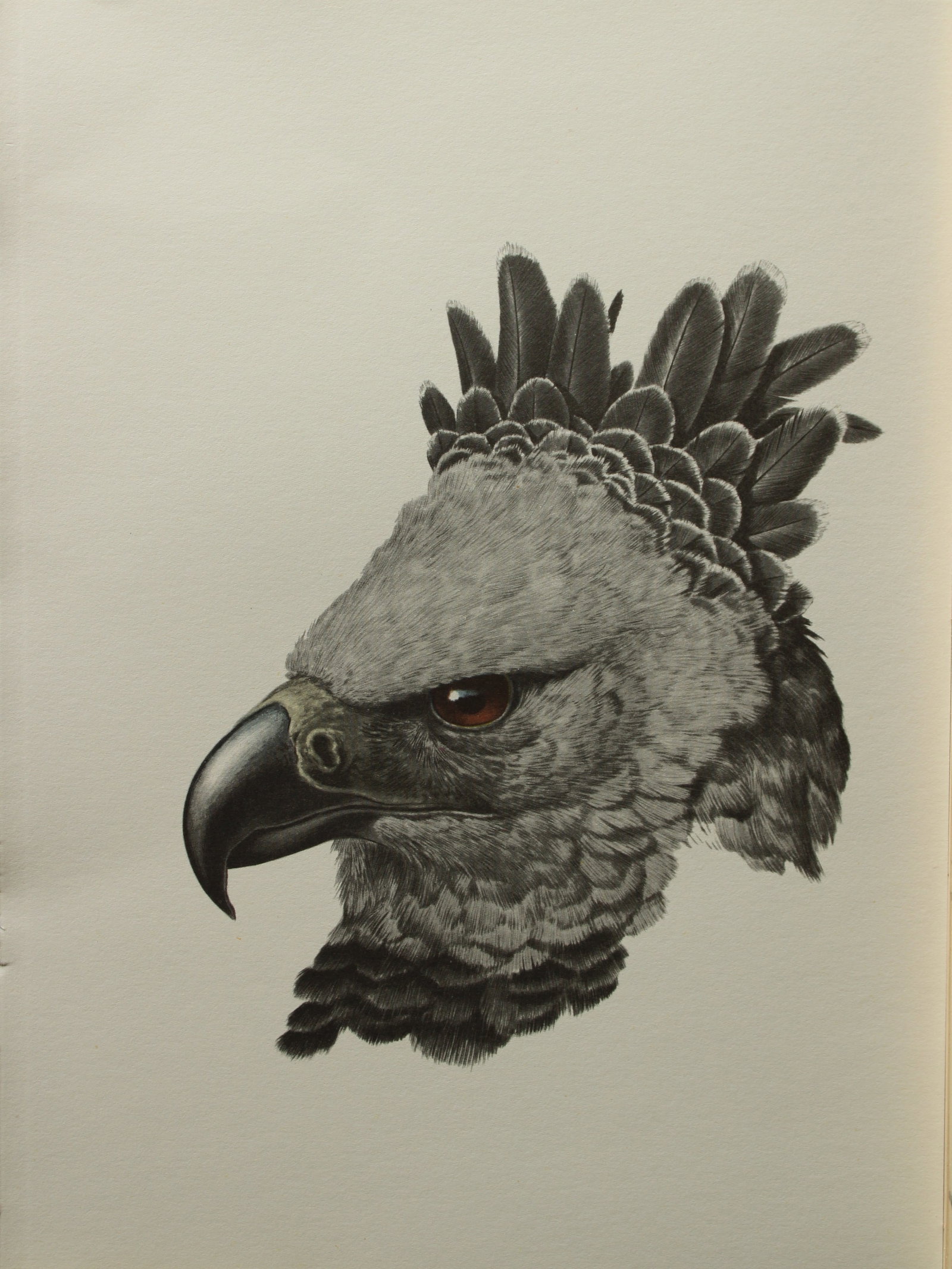 Amuchastegui - Lithograph of Harpy Eagle 1966: This beautiful illustration is by the Argentine artist Axel Amuch?stegui (1921?2002) and is from Studies of Birds and Mammals of South America.Published by The Tryon Gallery in London, 1966.Amuchasteg