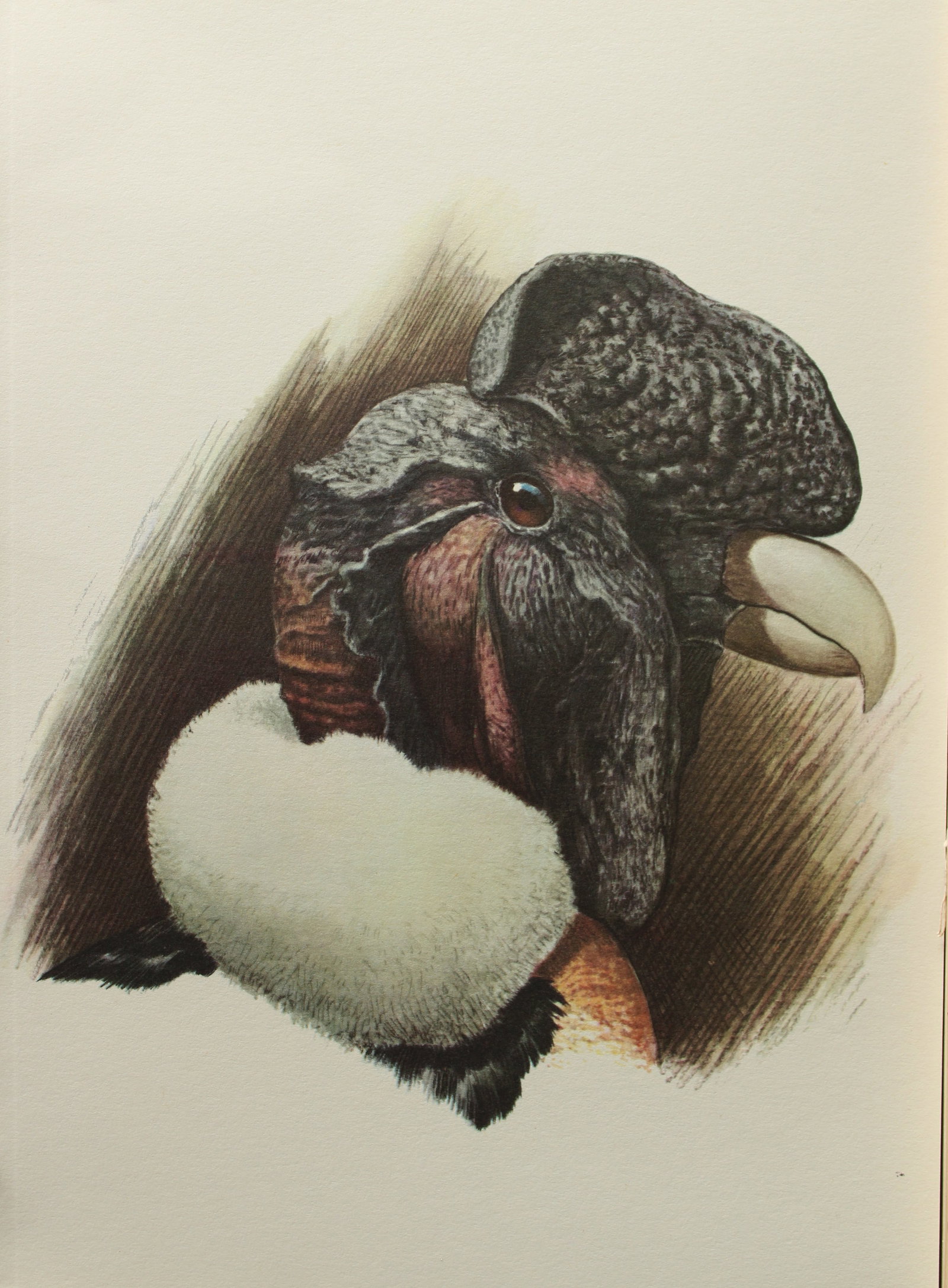 Amuchastegui - Lithograph of Andean Condor 1966: This beautiful illustration is by the Argentine artist Axel Amuch?stegui (1921?2002) and is from Studies of Birds and Mammals of South America.Published by The Tryon Gallery in London, 1966.Amuchasteg