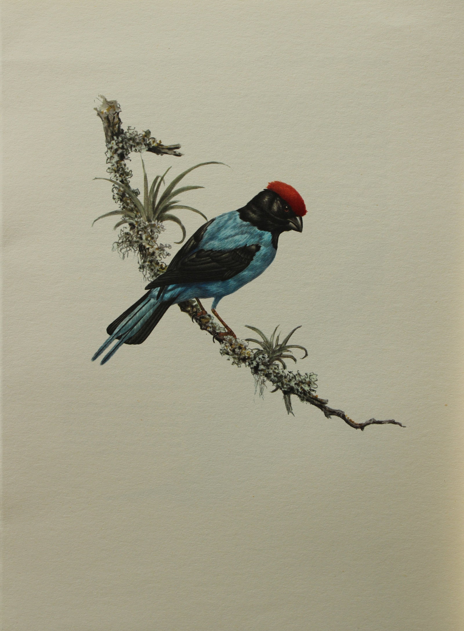 Amuchastegui - Lithograph of Swallow-tailed Manakin 1966: This beautiful illustration is by the Argentine artist Axel Amuch?stegui (1921?2002) and is from Studies of Birds and Mammals of South America.Published by The Tryon Gallery in London, 1966.Amuchasteg
