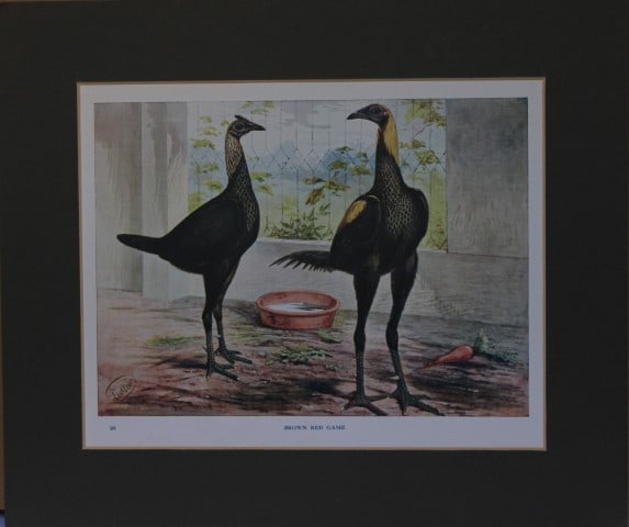 Lewis Wright Poultry - Brown Red Game by JW Ludlow 1880: Original chromolithograph by JW Ludlow from Illustrated Book of Poultry by Lewis Wright. Published in 1880 by Cassells, London.J.W. Ludlow was an English artist expert at portraying poultry. Without d