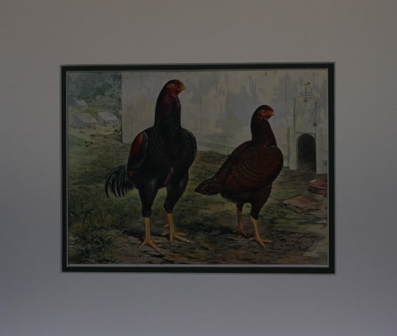 Lewis Wright Poultry - Indian Game Hens by JW Ludlow 1880: Original chromolithograph by JW Ludlow from Illustrated Book of Poultry by Lewis Wright. Published in 1880 by Cassells, London.J.W. Ludlow was an English artist expert at portraying poultry. Without d