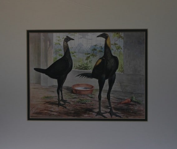 Lewis Wright Poultry - Brown Red Game by JW Ludlow 1880: Original chromolithograph by JW Ludlow from Illustrated Book of Poultry by Lewis Wright. Published in 1880 by Cassells, London.J.W. Ludlow was an English artist expert at portraying poultry. Without d