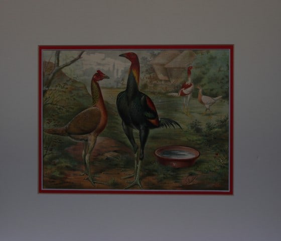 Lewis Wright Poultry - Exhibition Game by JW Ludlow 1880: Original chromolithograph by JW Ludlow from Illustrated Book of Poultry by Lewis Wright. Published in 1880 by Cassells, London.J.W. Ludlow was an English artist expert at portraying poultry. Without d