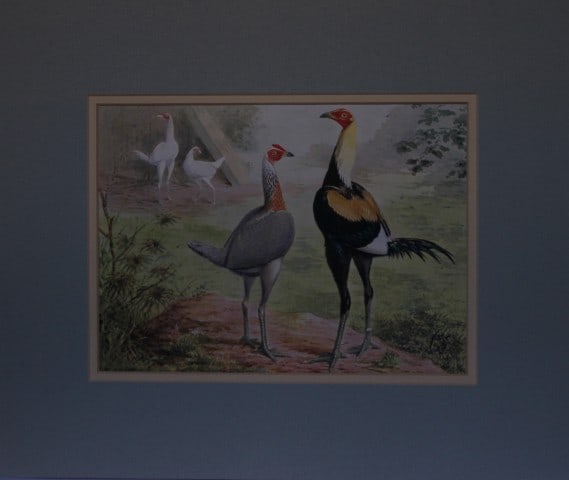 Lewis Wright Poultry - Duckwing Game by JW Ludlow 1880: Original chromolithograph by JW Ludlow from Illustrated Book of Poultry by Lewis Wright. Published in 1880 by Cassells, London.J.W. Ludlow was an English artist expert at portraying poultry. Without d