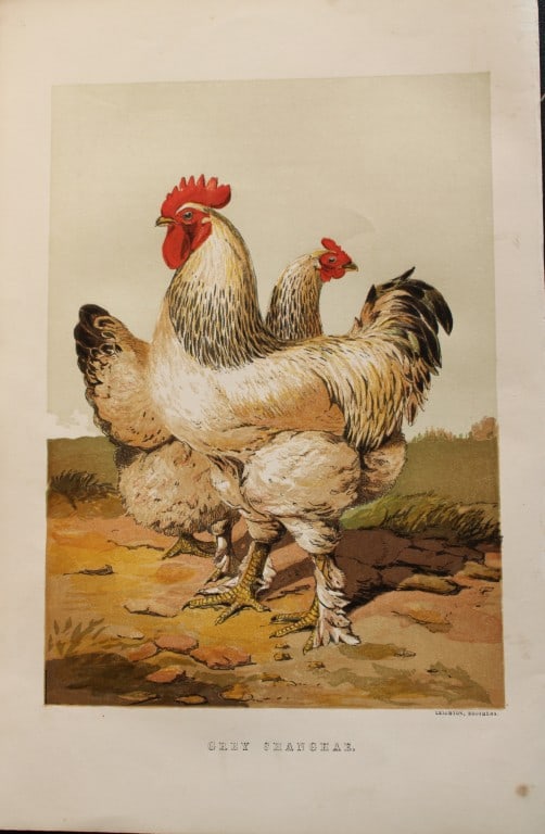 Harrison Weir - Grey Shanhai 1867: This chromolithograph is after a drawing by Harrison Weir and is from The Poultry Book by WB Tegetmeier, published by George Routledge and Sons, London 1867. Size: 11in x 7.5in (28cm x 19cm)