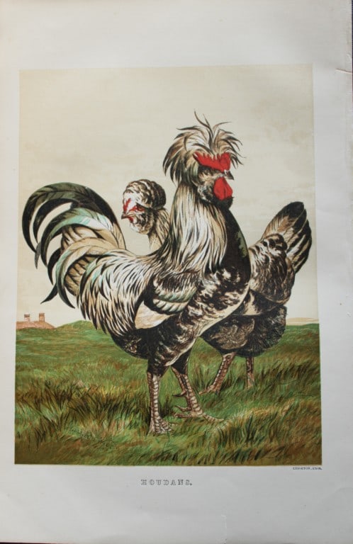 Harrison Weir - Houdans 1867: This chromolithograph is after a drawing by Harrison Weir and is from The Poultry Book by WB Tegetmeier, published by George Routledge and Sons, London 1867. Size: 11in x 7.5in (28cm x 19cm)